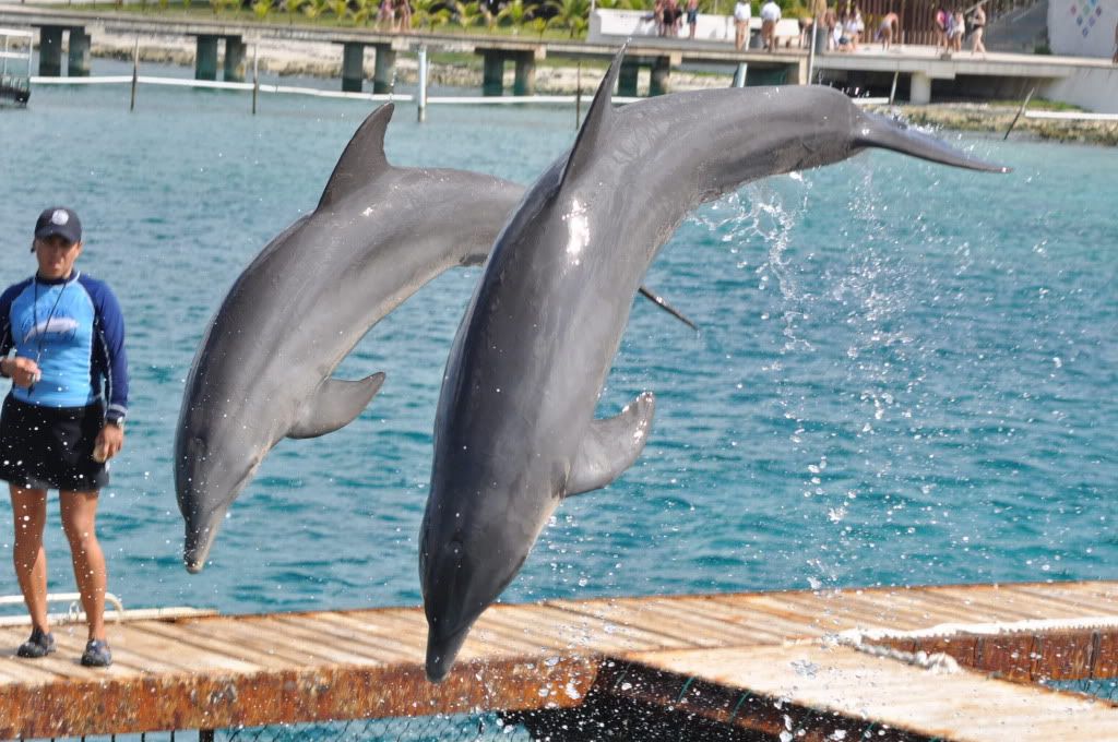 Dolphins065.jpg