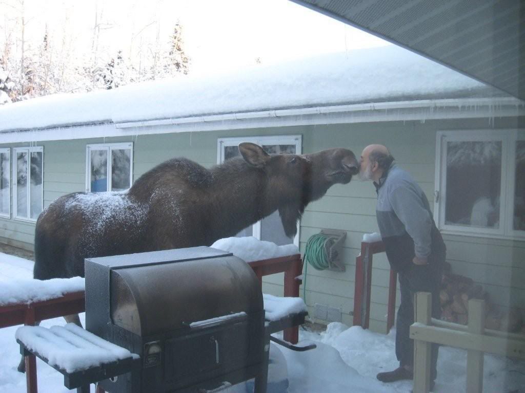 http://i1084.photobucket.com/albums/j403/ascvegan/Really%20random%20pics/moose.jpg