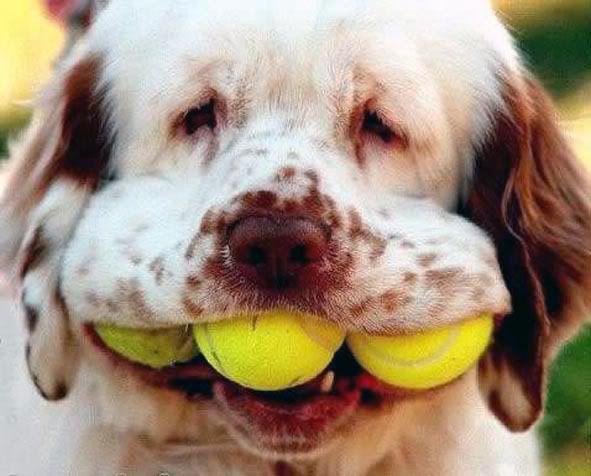 http://i1084.photobucket.com/albums/j403/ascvegan/Really%20random%20pics/tennisballs.jpg