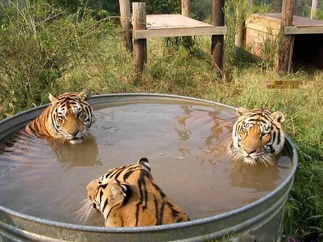 http://i1084.photobucket.com/albums/j403/ascvegan/Really%20random%20pics/tigers.jpg