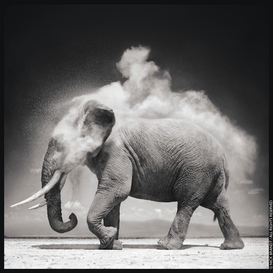 Nick Barndt Elephant with exploding dust