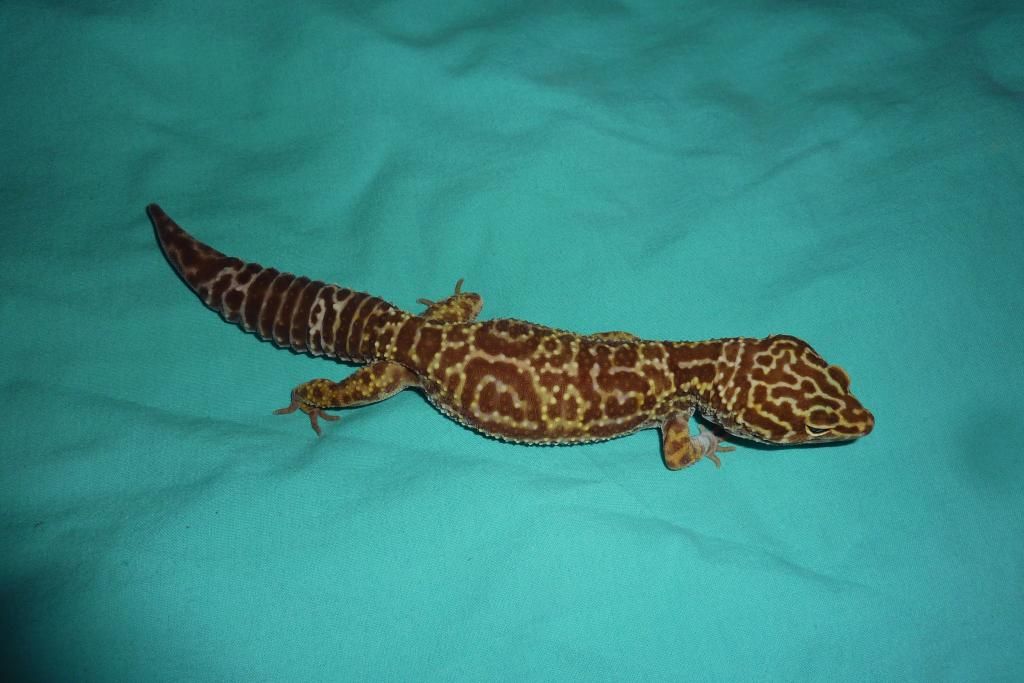 Wat is een case study picture