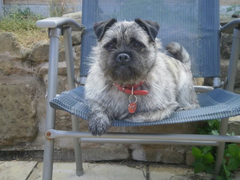 Pug X Cairn