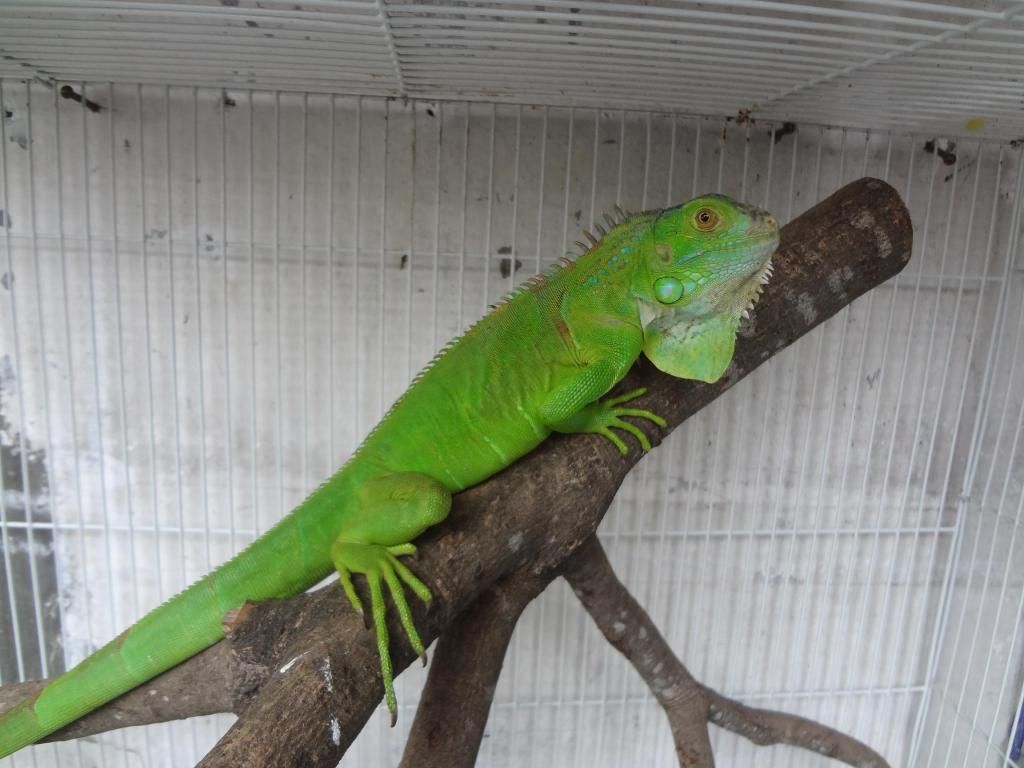 iguana jinak