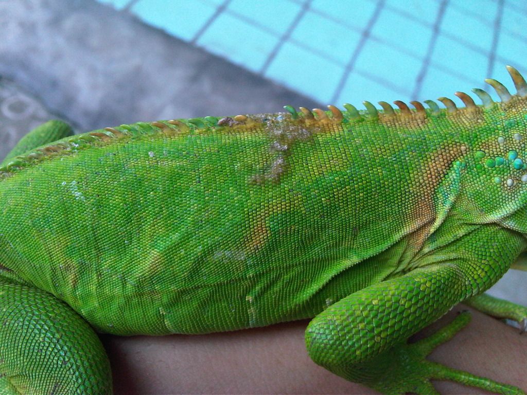 iguana gagal shedding