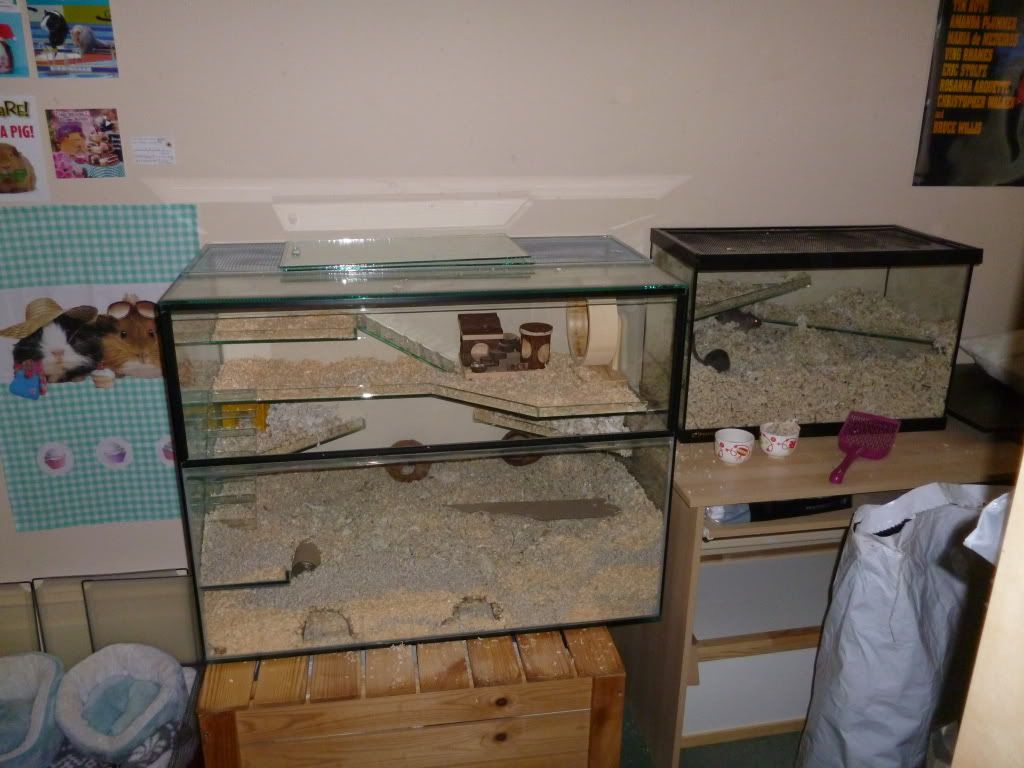 awesome gerbil cages