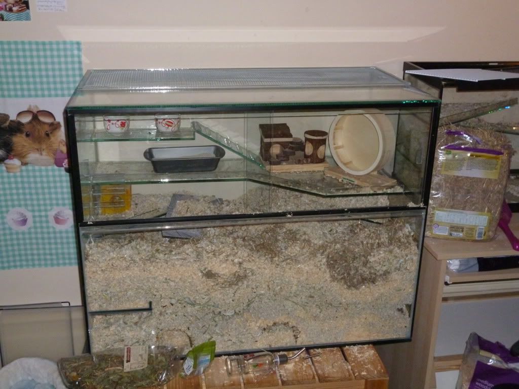 Pic Heavy my awesome custom built designed by myself gerbil tank