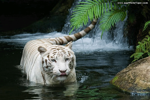 baby white tiger wallpaper. aby white tiger wallpaper.