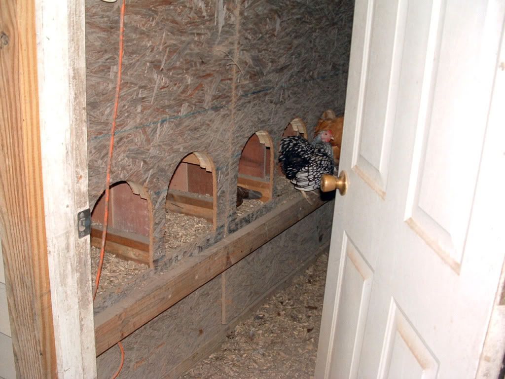 nestboxesundergoatbeds.jpg