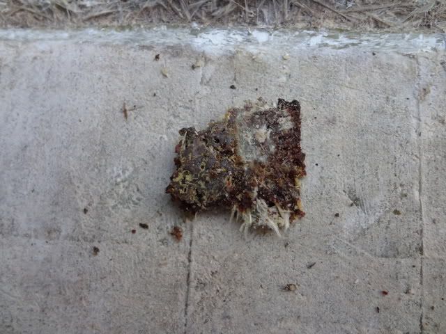 DSC00797.jpg