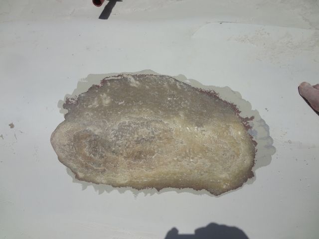 DSC01336.jpg