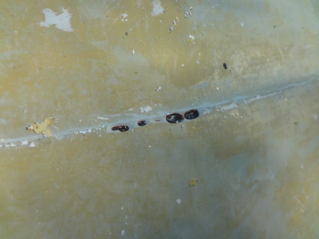 DSC01372.jpg