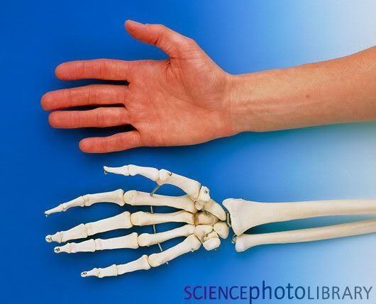 P1160205-Human_hand_lying_beside_skeleton-SPL.jpg