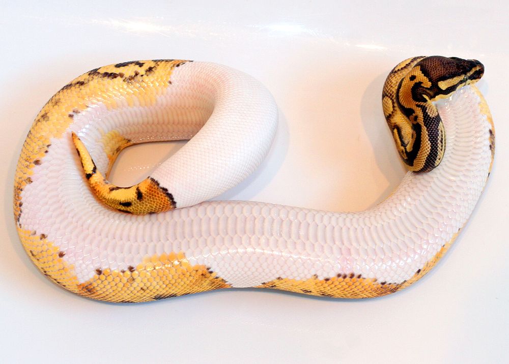 Pastel Pied