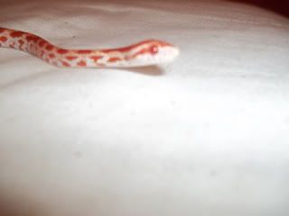 Jaffa Snake