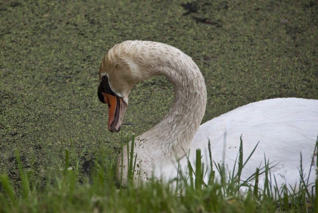 http://i1084.photobucket.com/albums/j420/lincydebruijn/Nederland%202011/_MG_3524.jpg