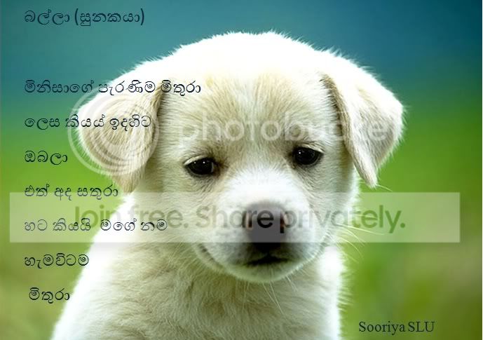 dog.jpg